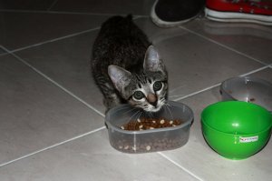 2011_09_25_Joget Kasbi_001