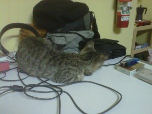 IMG00948-20110921-2201